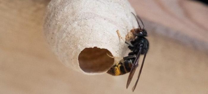 NID PRIMAIRE DE FRELON ASIATIQUE